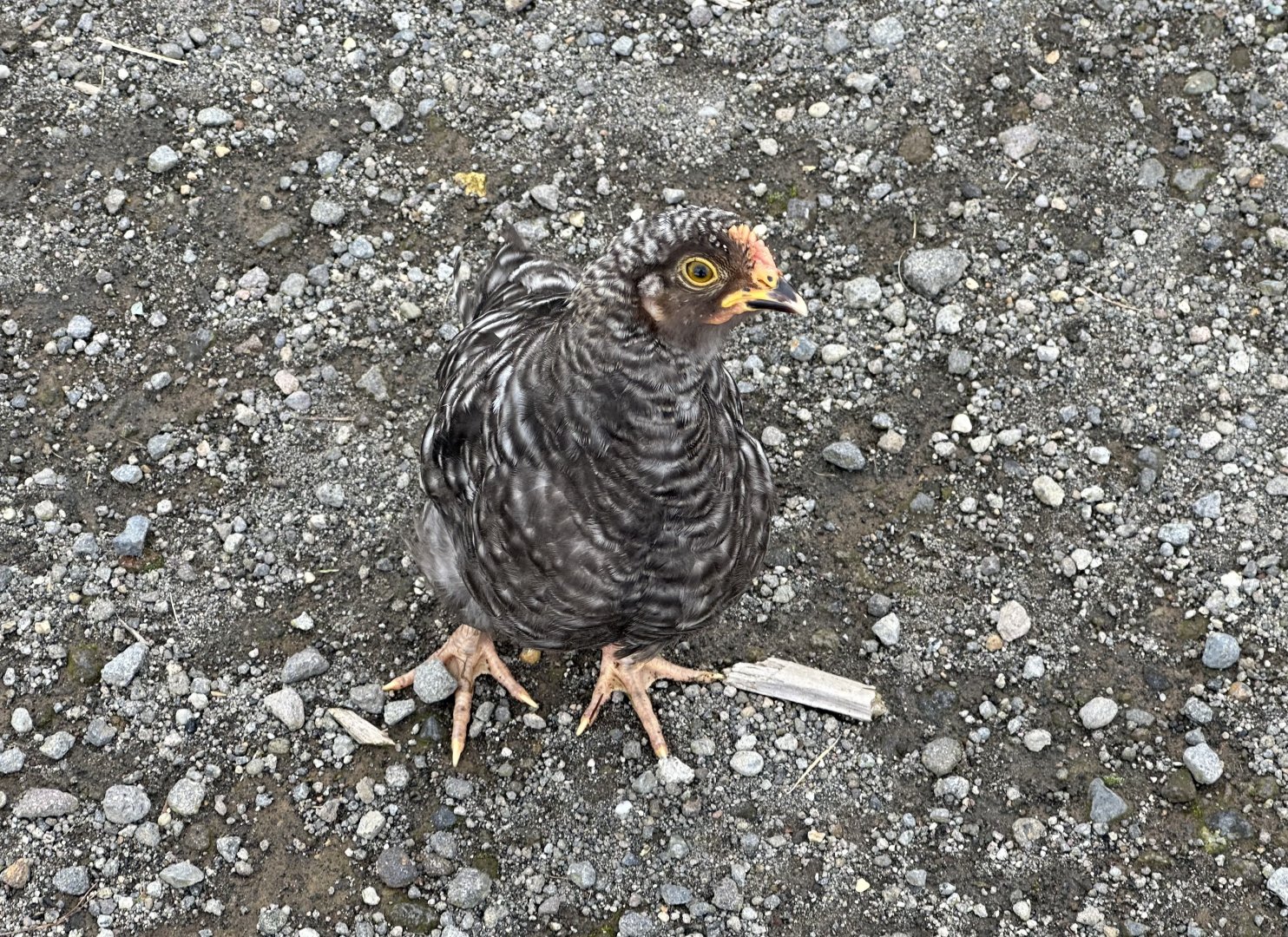 Domestic chicken (Gallus gallus domesticus)