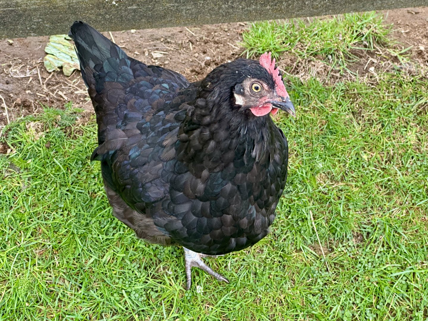 Domestic chicken (Gallus gallus domesticus)
