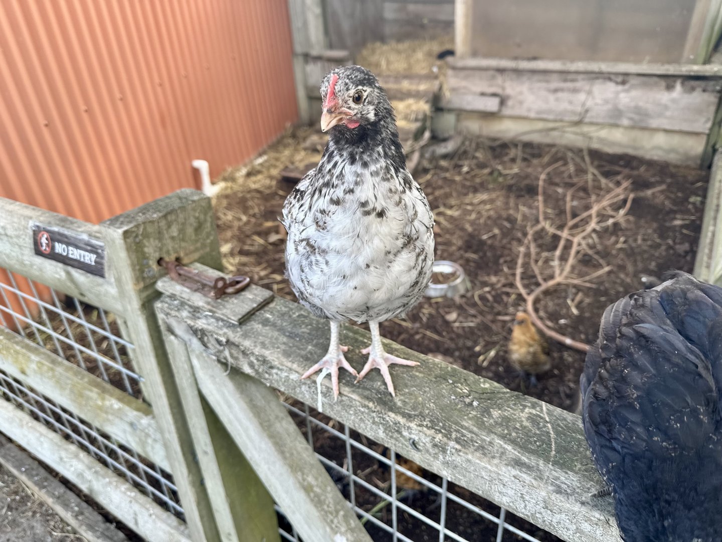Domestic chicken (Gallus gallus domesticus)
