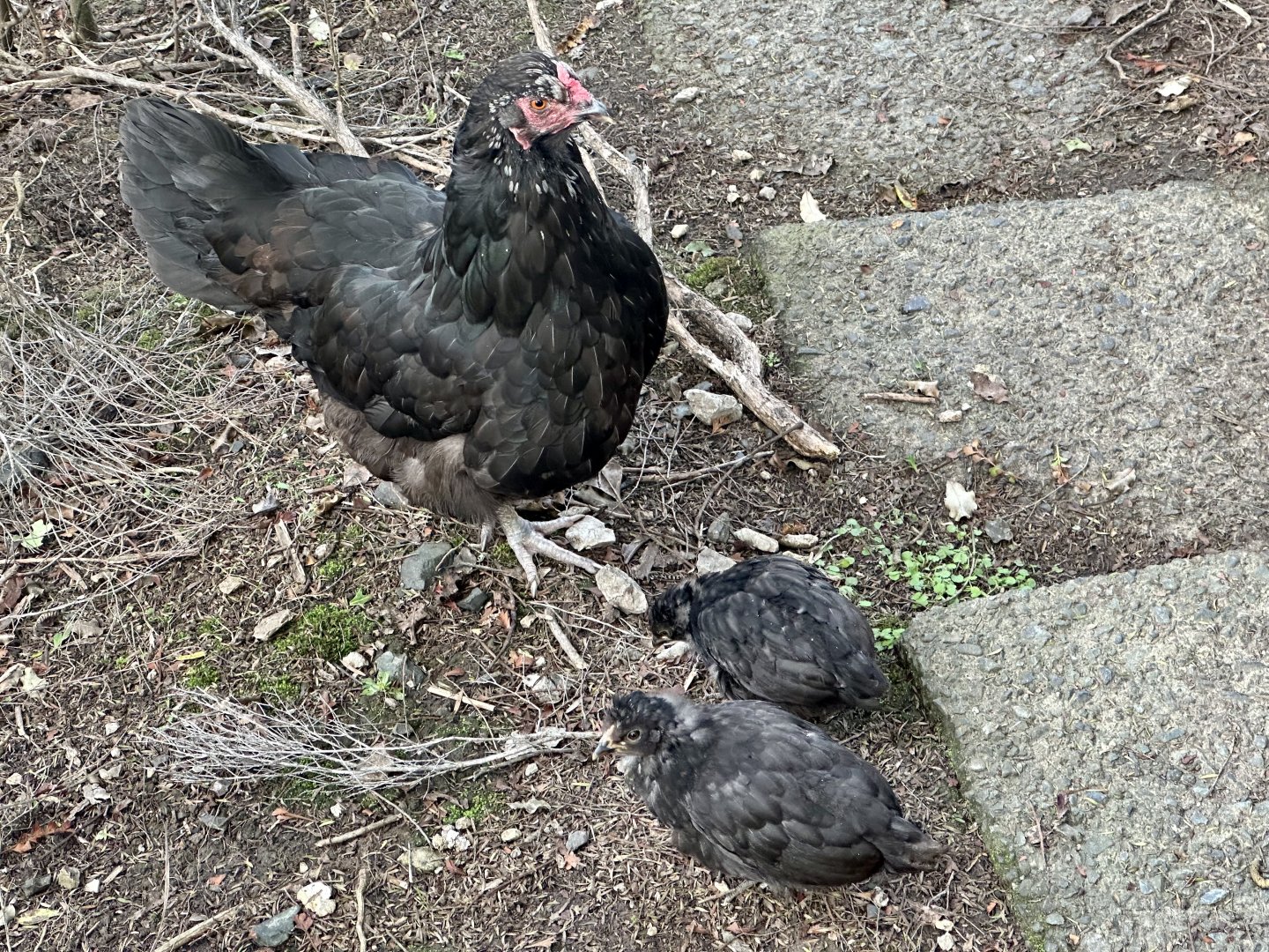 Domestic chicken (Gallus gallus domesticus)