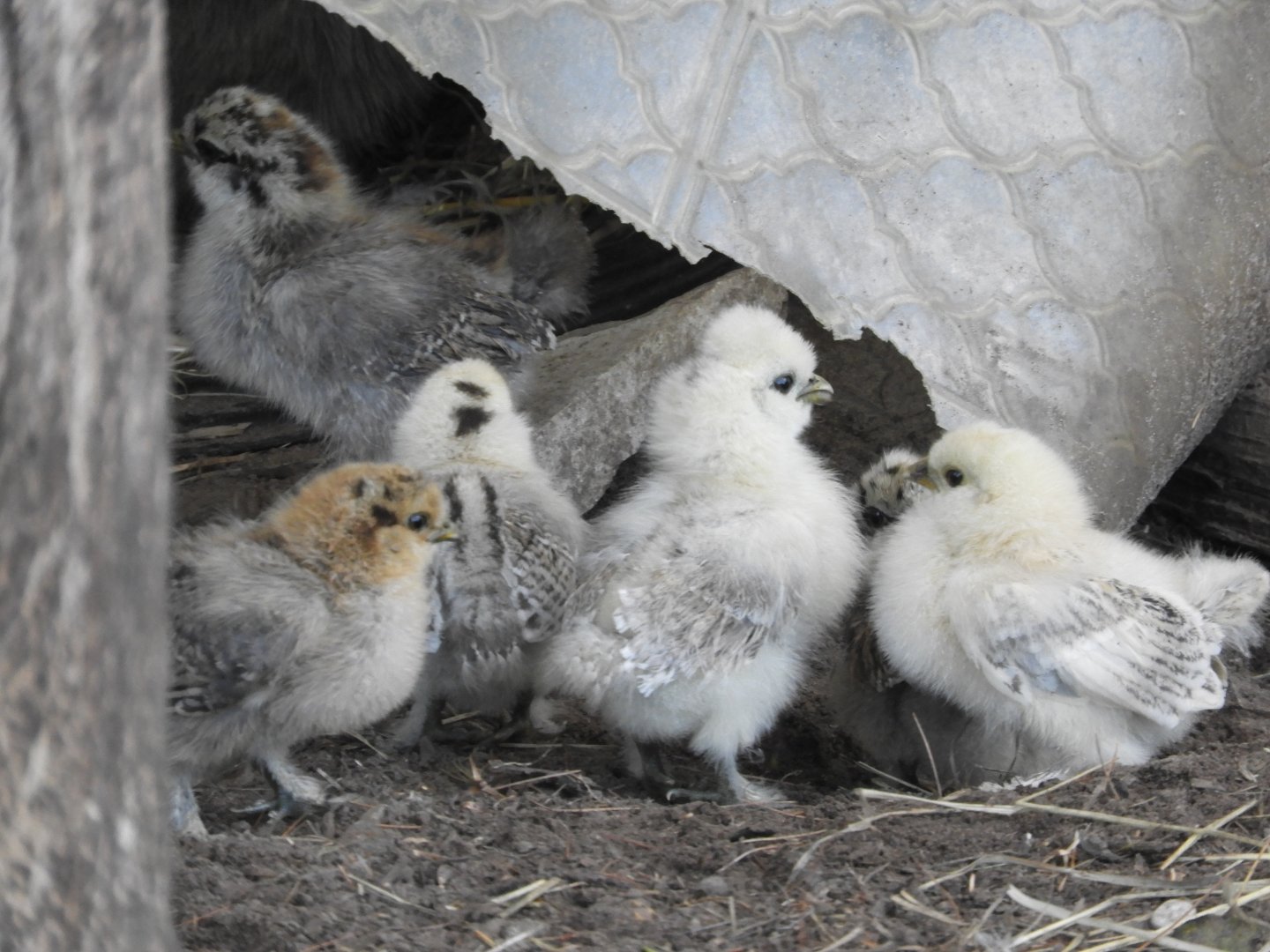Domestic Chicken (Gallus gaullus domesticus) chicks