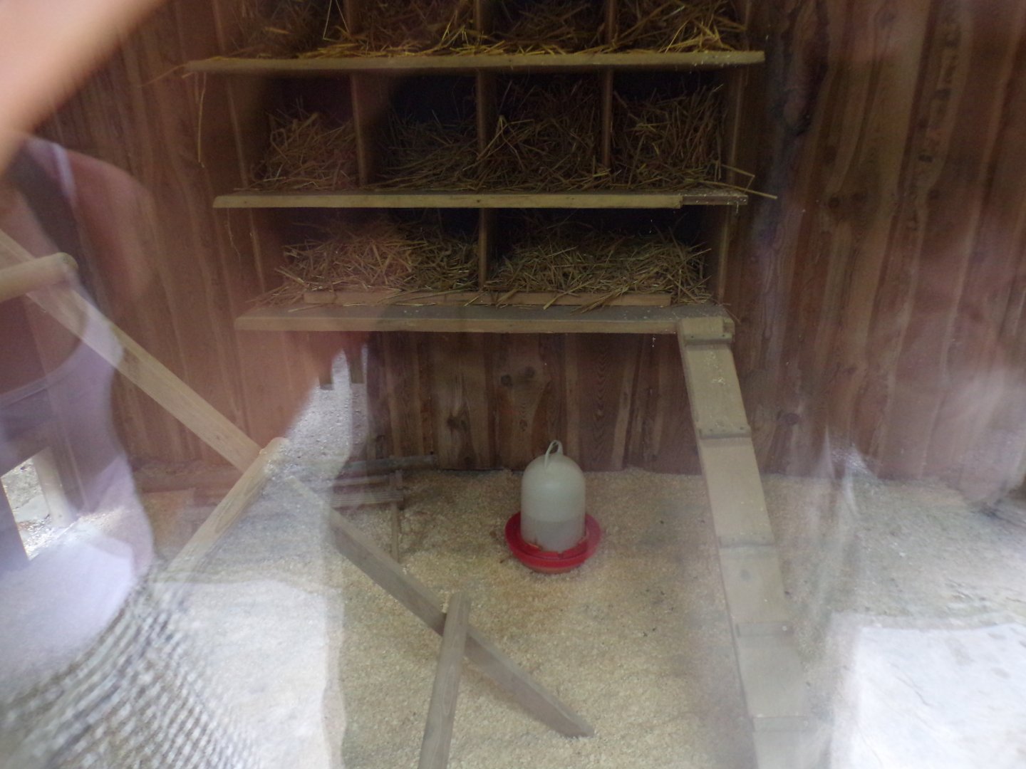 Domestic chicken indoors 13.7.25