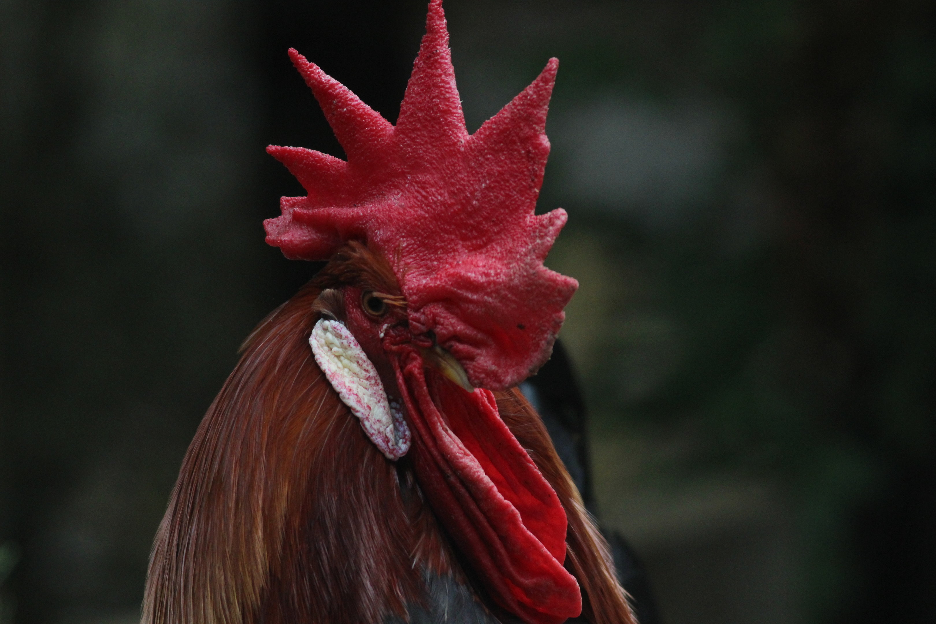 Domestic Chicken male