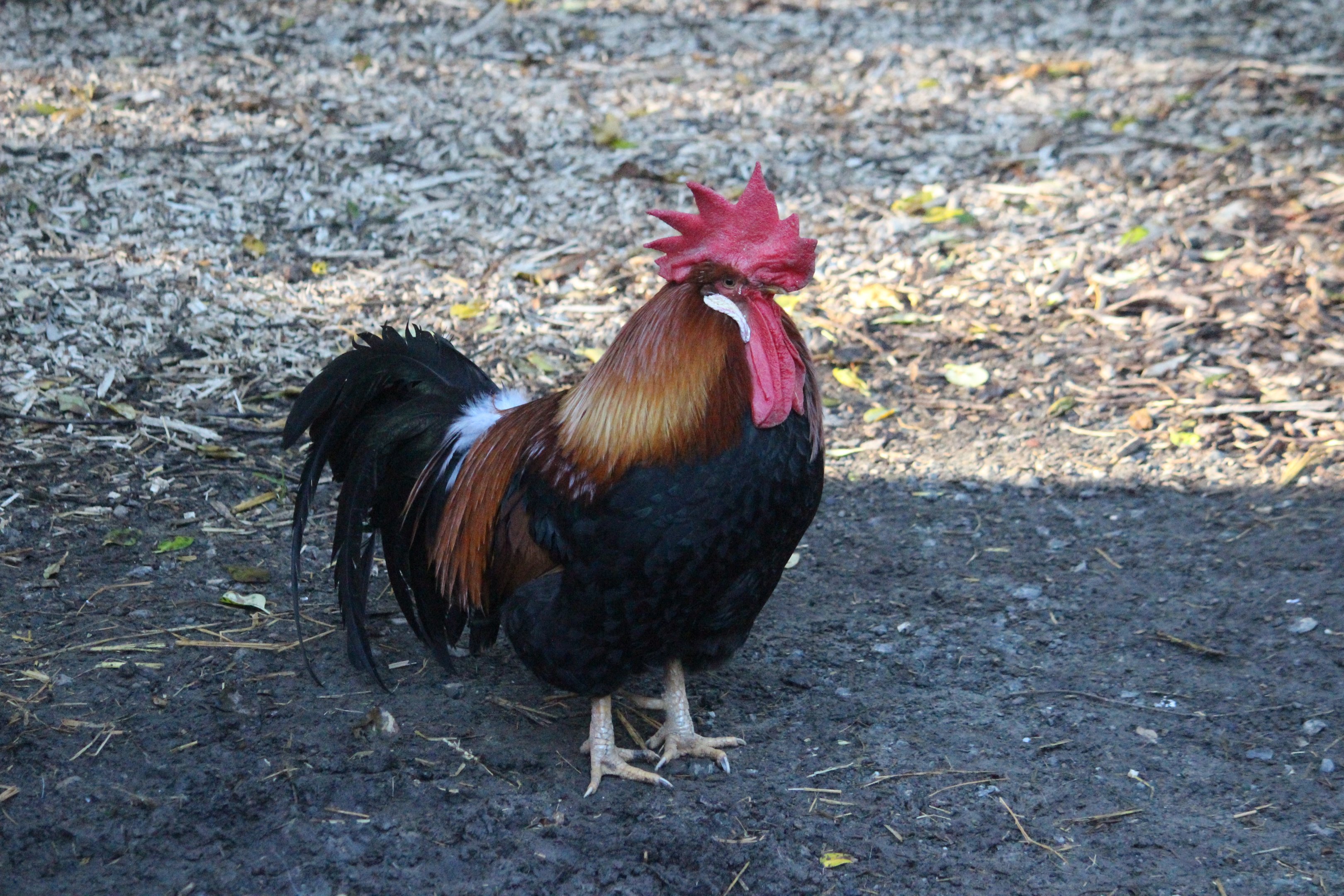 Domestic Chicken male