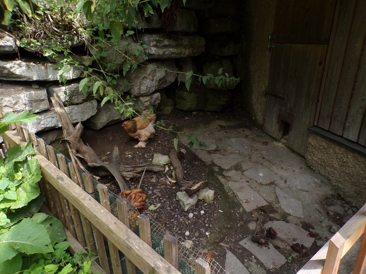Domestic chicken pen 13.7.25