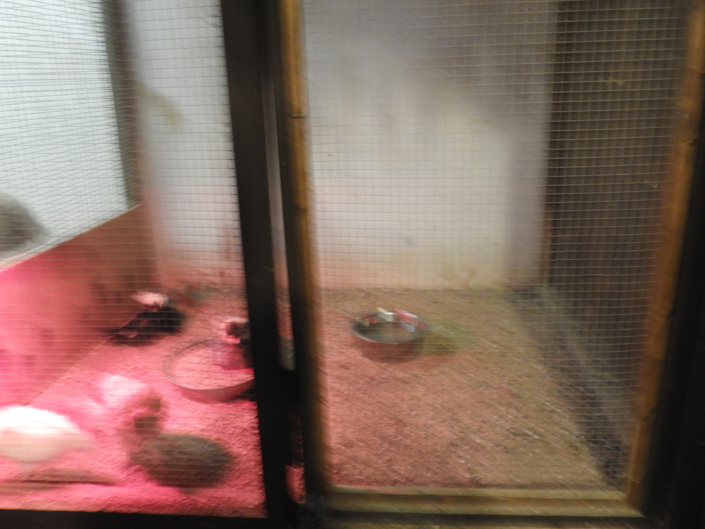 Domestic Chicken pullet exhibit - Baby Barn - Animal Gardens Petting Zoo