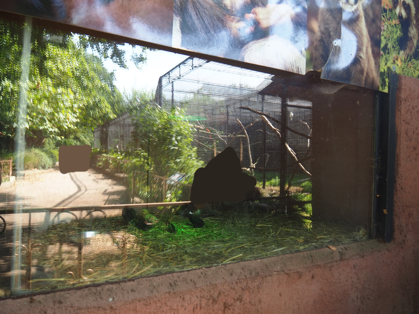 Domestic chicken raising exhibit, 2019-08-04