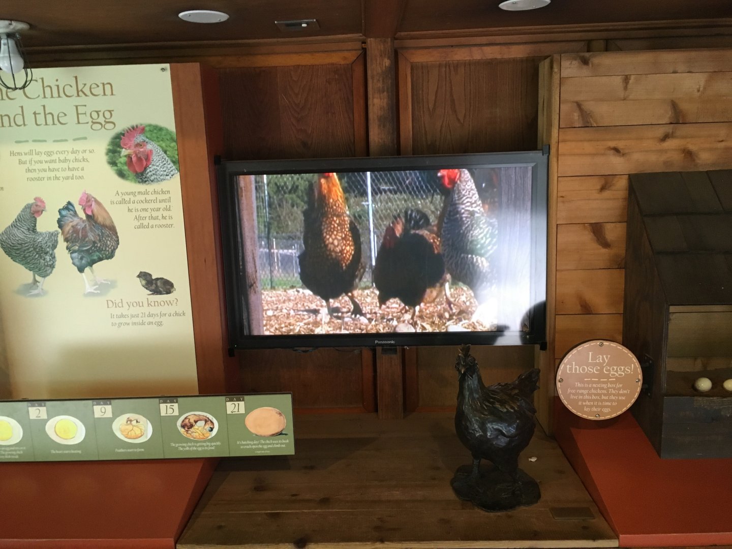 Domestic chicken sign