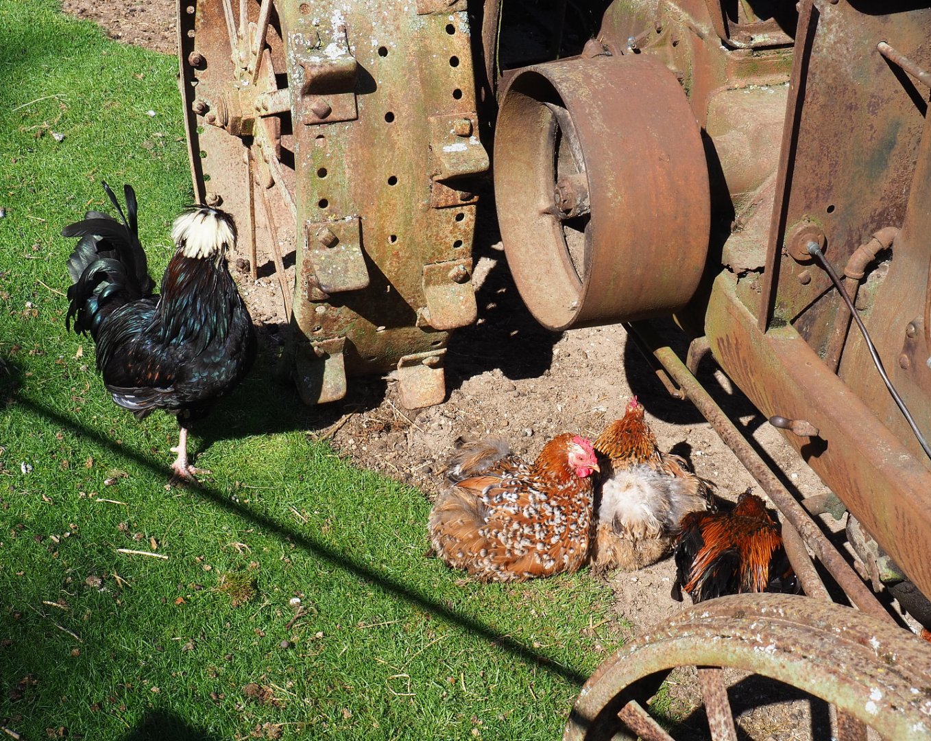 Domestic chickens (Gallus domesticus), 2022-06-28