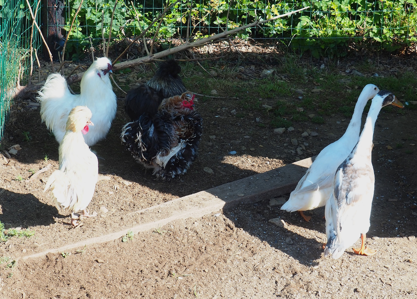 Domestic chickens (Gallus domesticus) and Indian runner ducks (Anas platyrhynchos domesticus), 2023-06-24