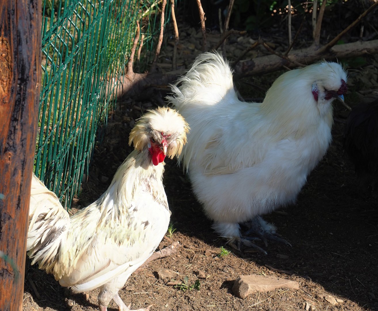 Domestic chickens (Gallus domesticus) - Crested and Silky roosters, 2023-06-24