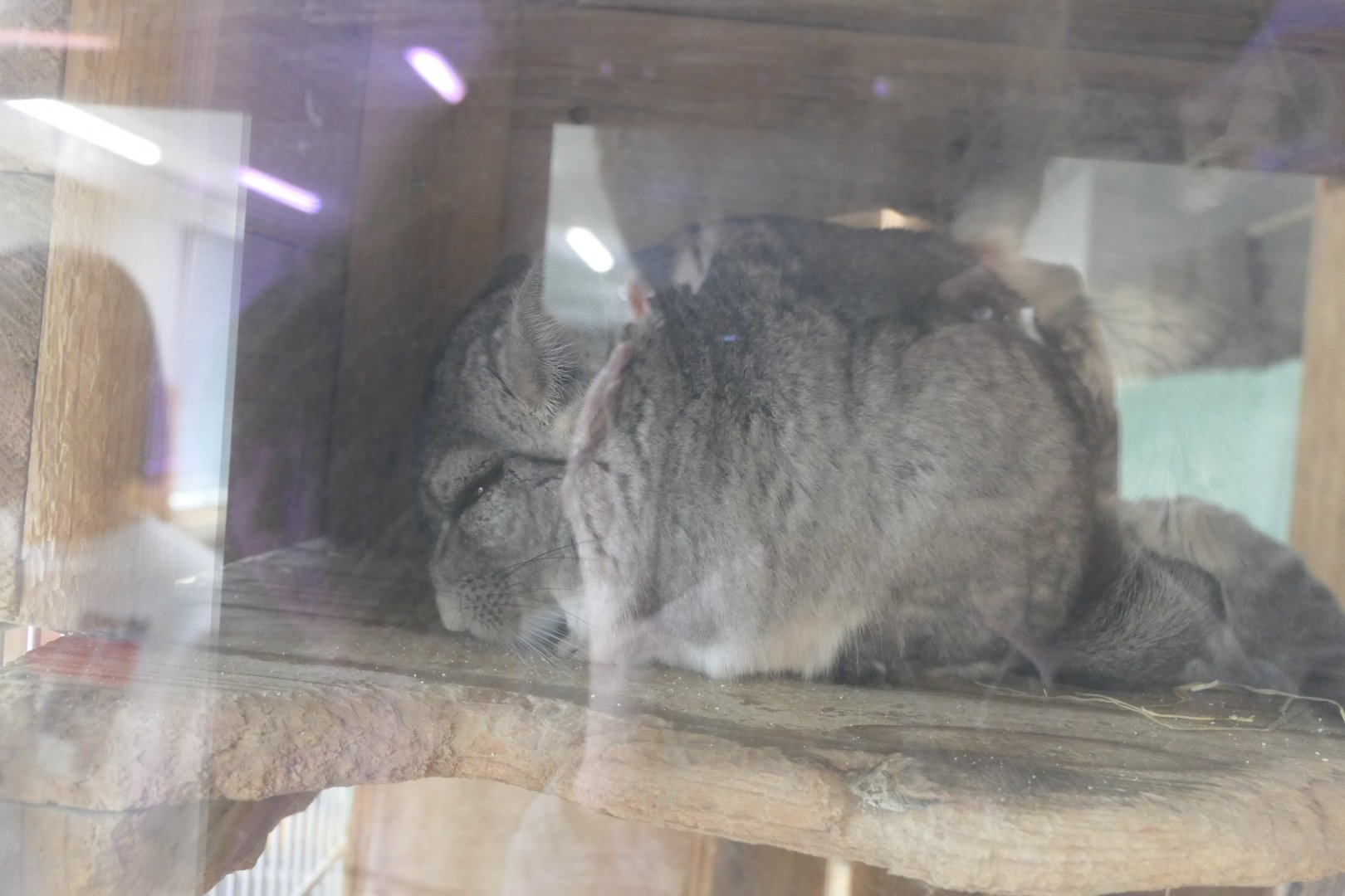 Domestic Chinchilla (Chinchilla lanigera)