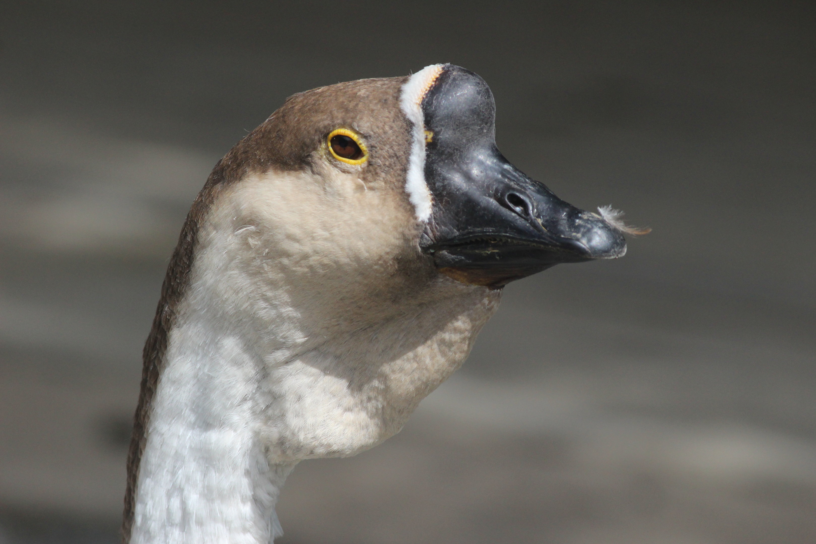 Domestic Chinese Goose