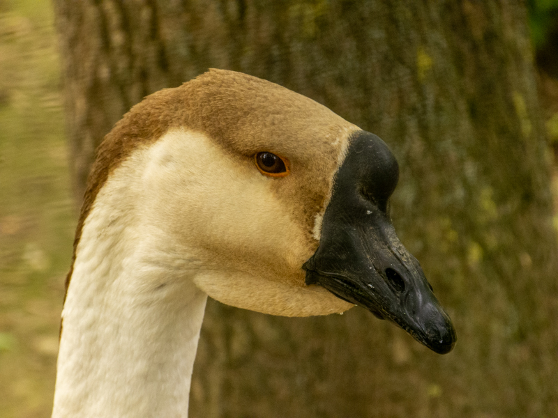 Domestic Chinese goose