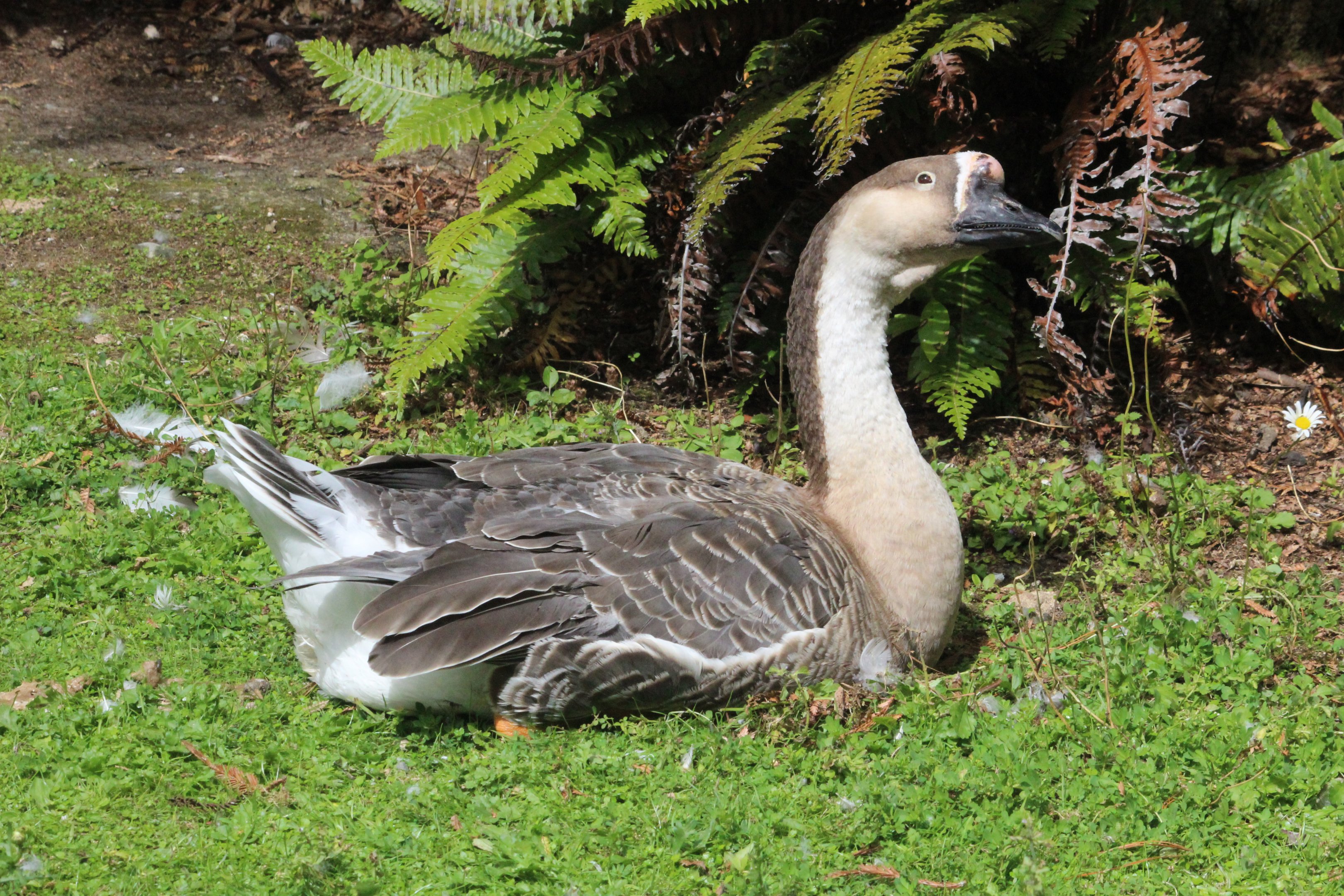 Domestic Chinese Goose