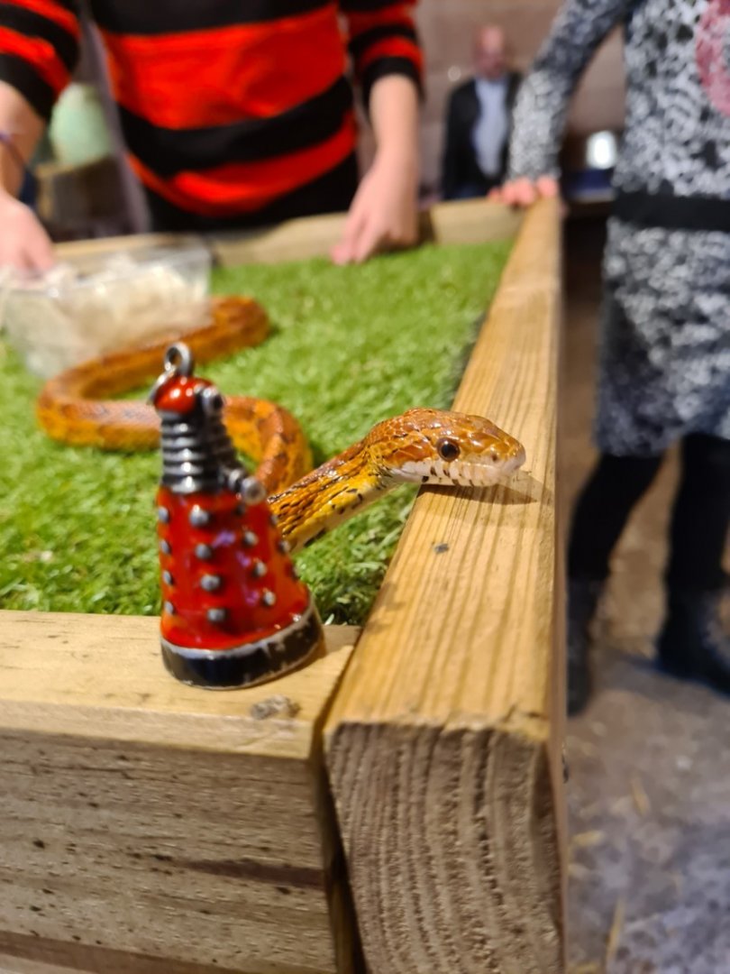 Domestic corn snake in the scheduled show