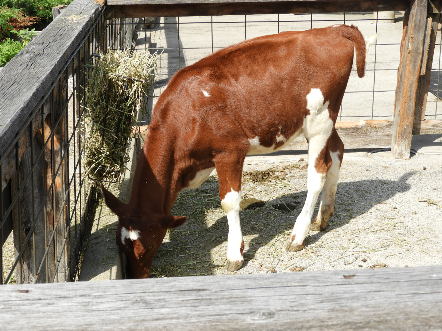 Domestic Cow (Bos taurus) calf