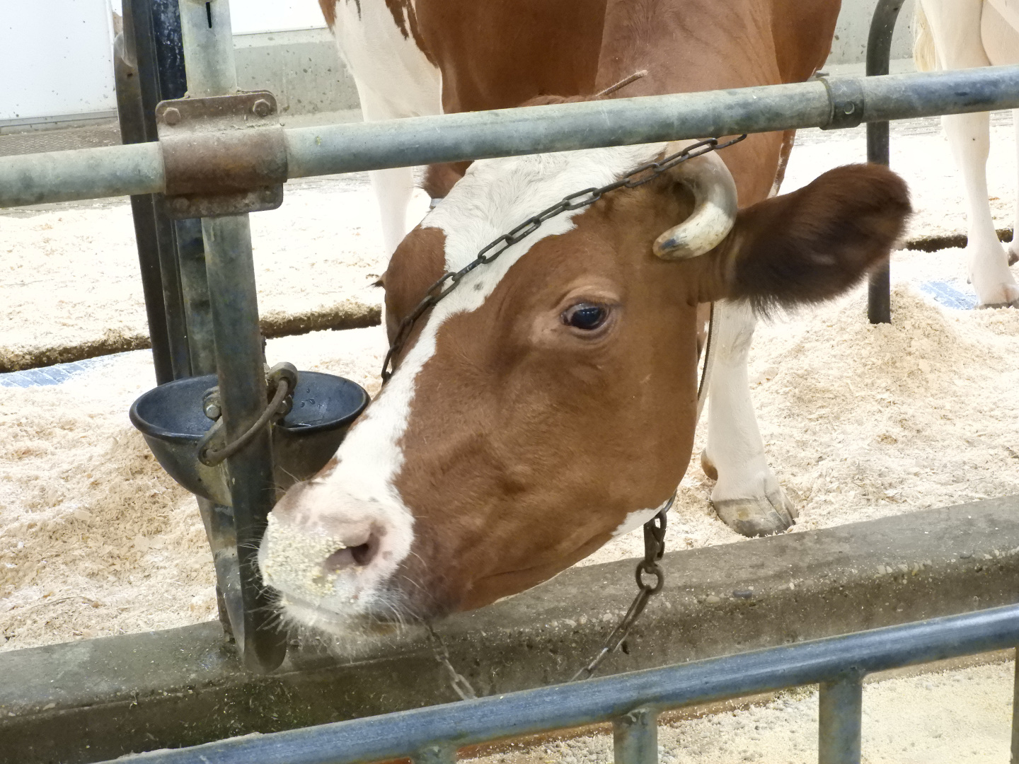 Domestic Cow (Bos taurus)