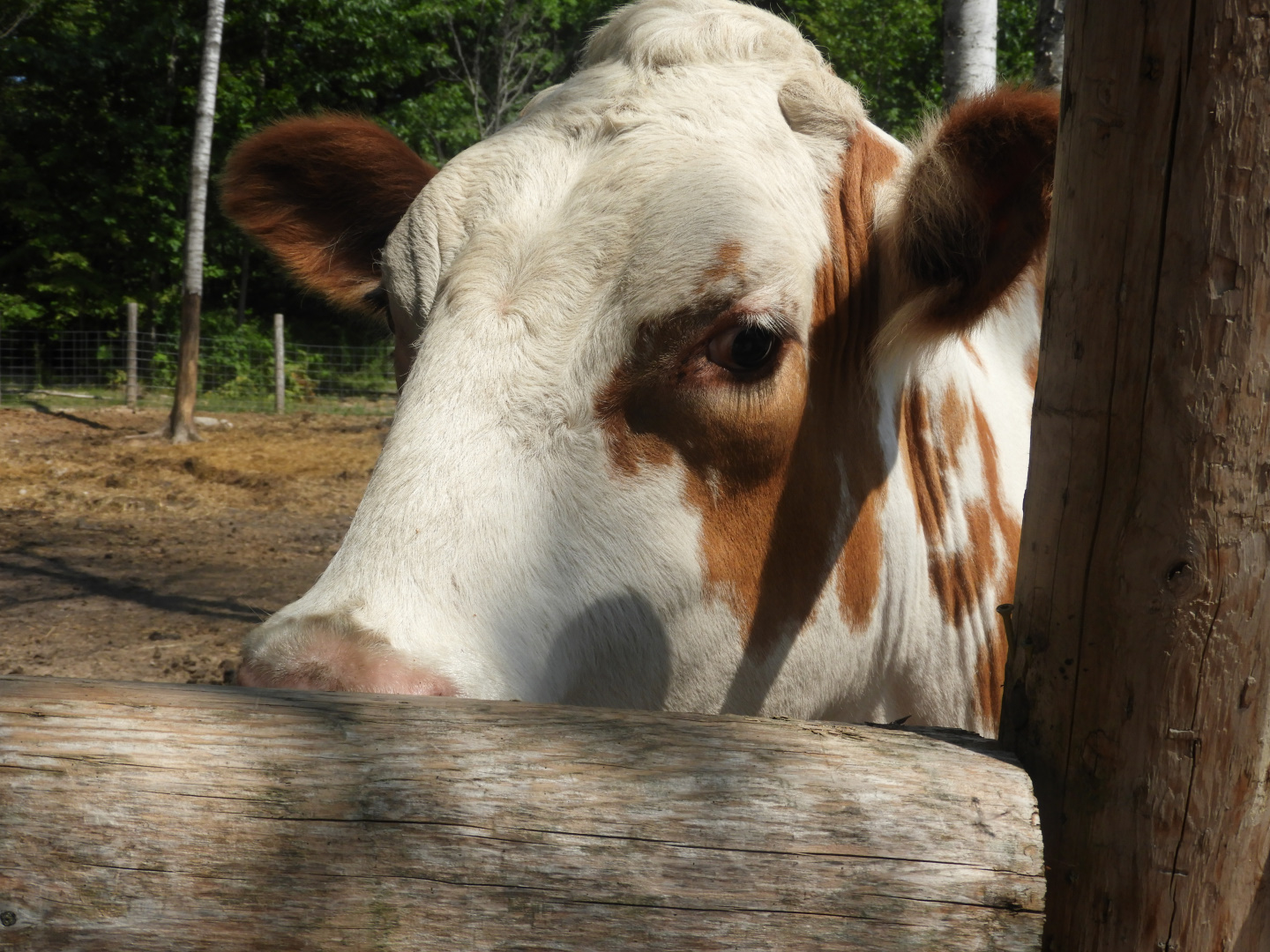 Domestic Cow (Bos taurus)
