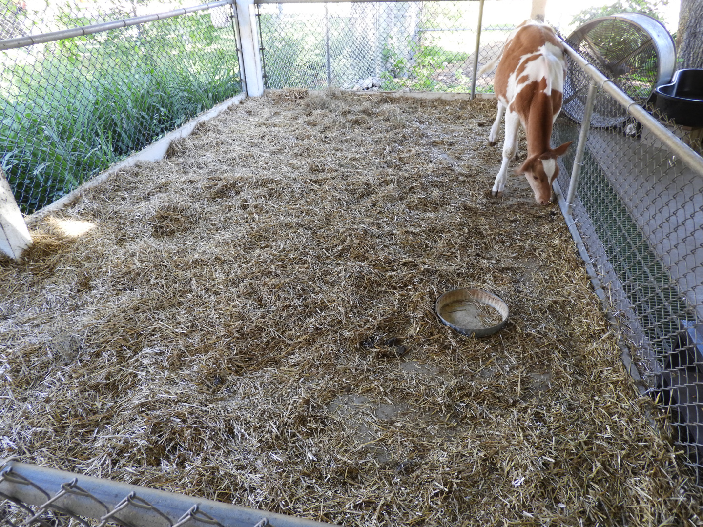 Domestic Cow exhibit - Children's Petting Zoo - Wisconsin Rapids Municipal Zoo