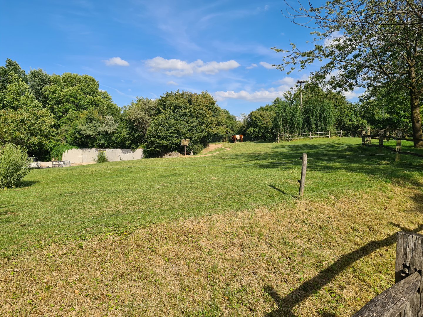 Domestic cow yard near entrance
