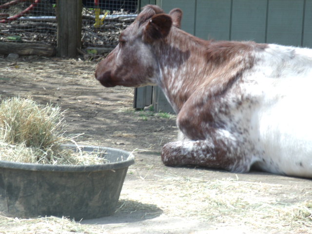 Domestic Cow