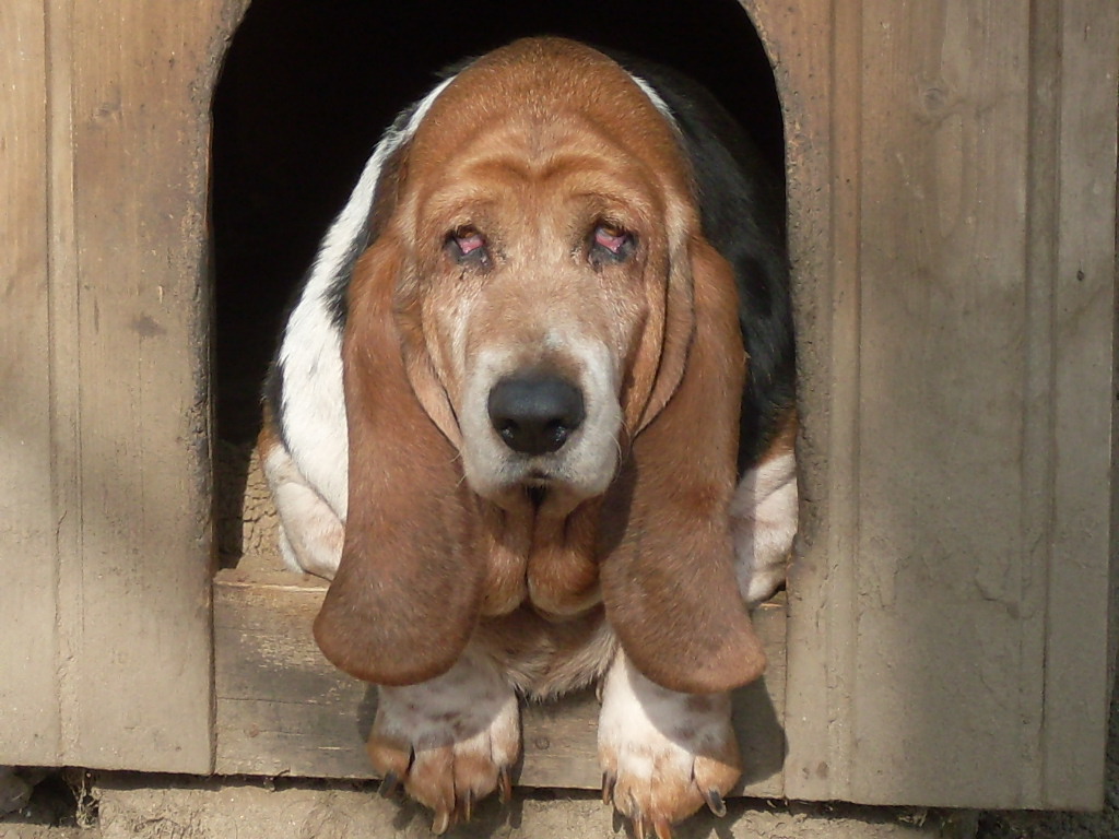 Domestic dog: basset hound