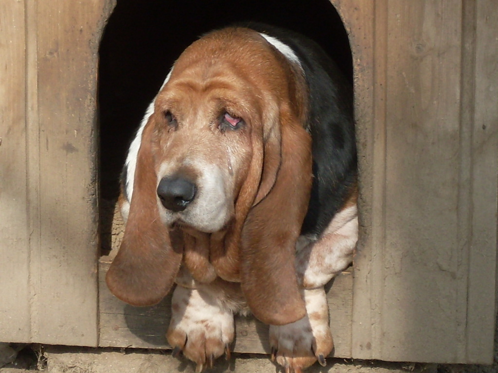 Domestic dog: basset hound
