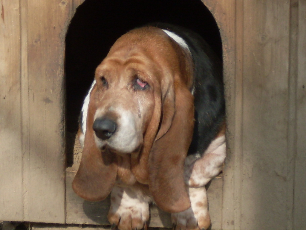 Domestic dog: basset hound