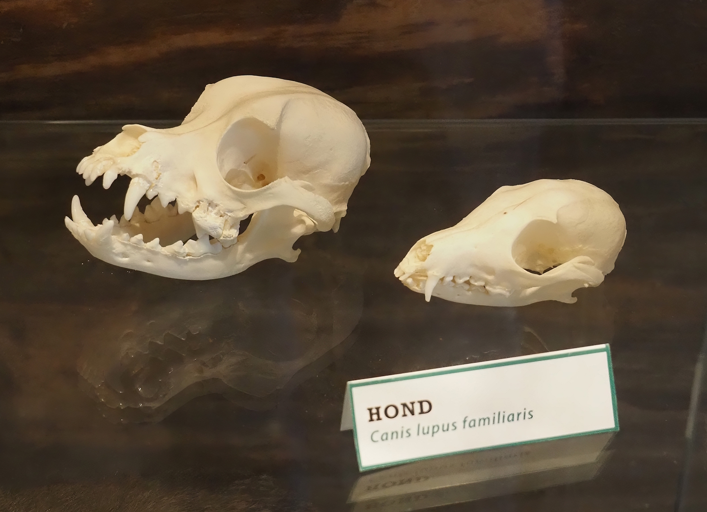 Domestic dog (Canis familiaris) skulls, 2025-04-12