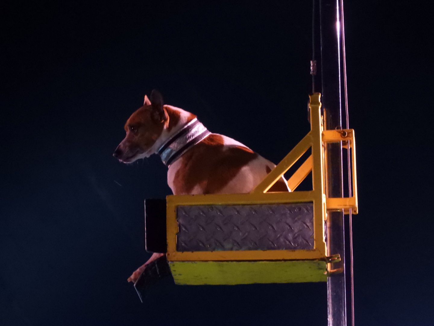 Domestic Dog (Canis lupus familiaris) - Circus World Museum