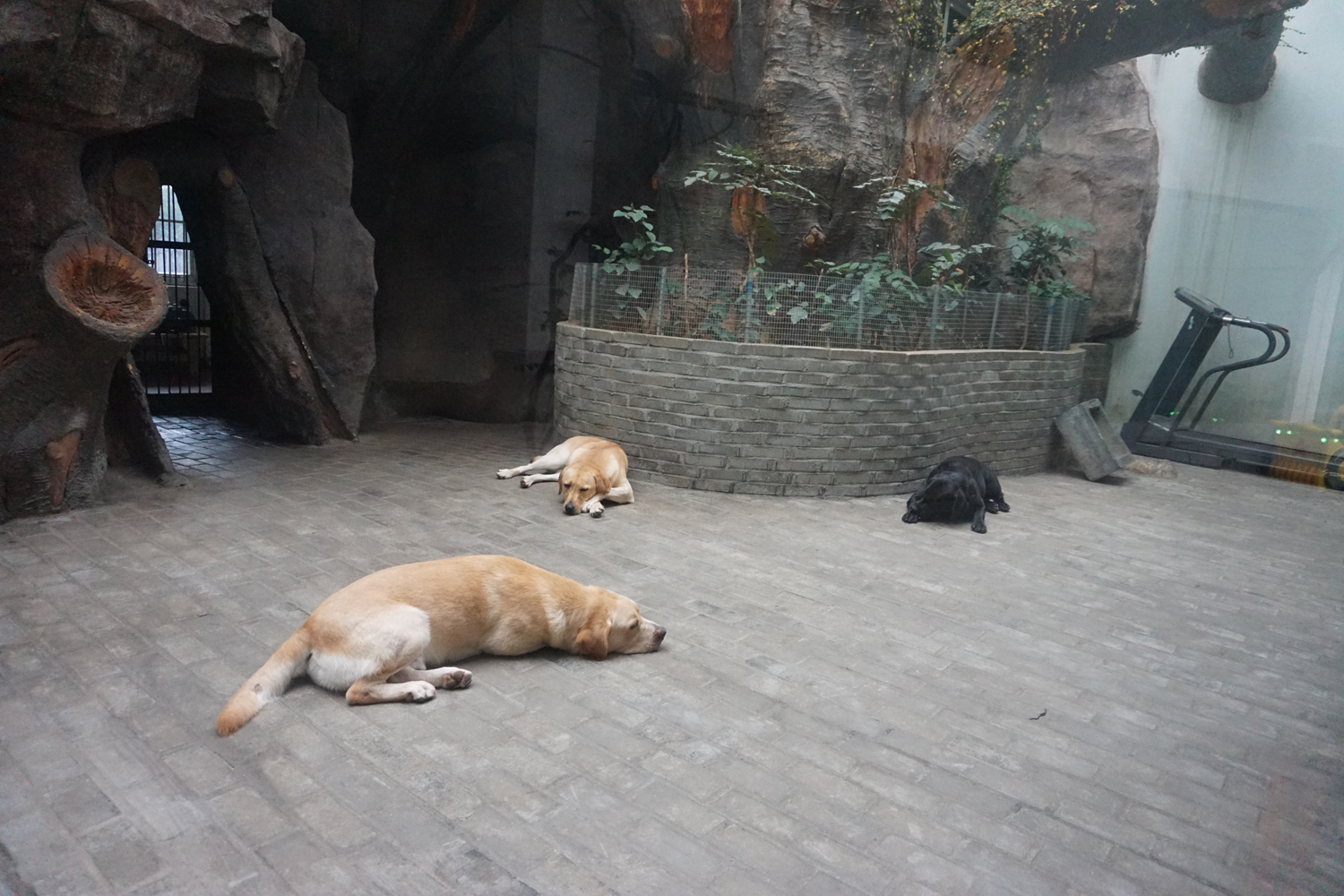 Domestic dog enclosure