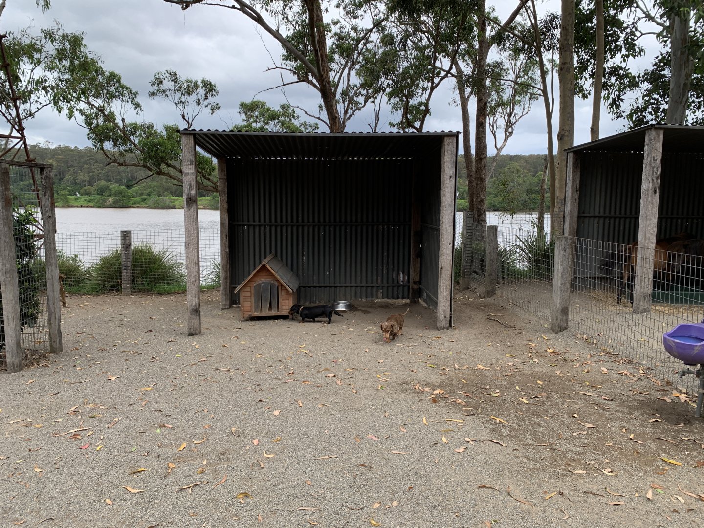 Domestic Dog Exhibit
