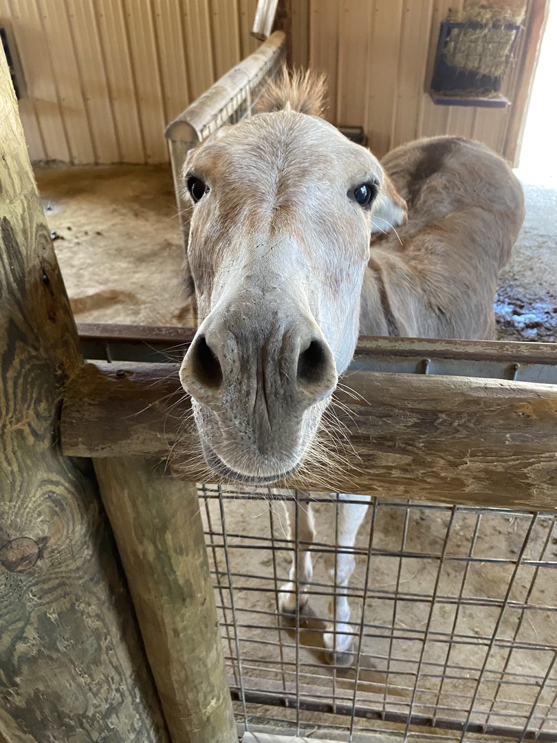 Domestic Donkey - 6/22/2023