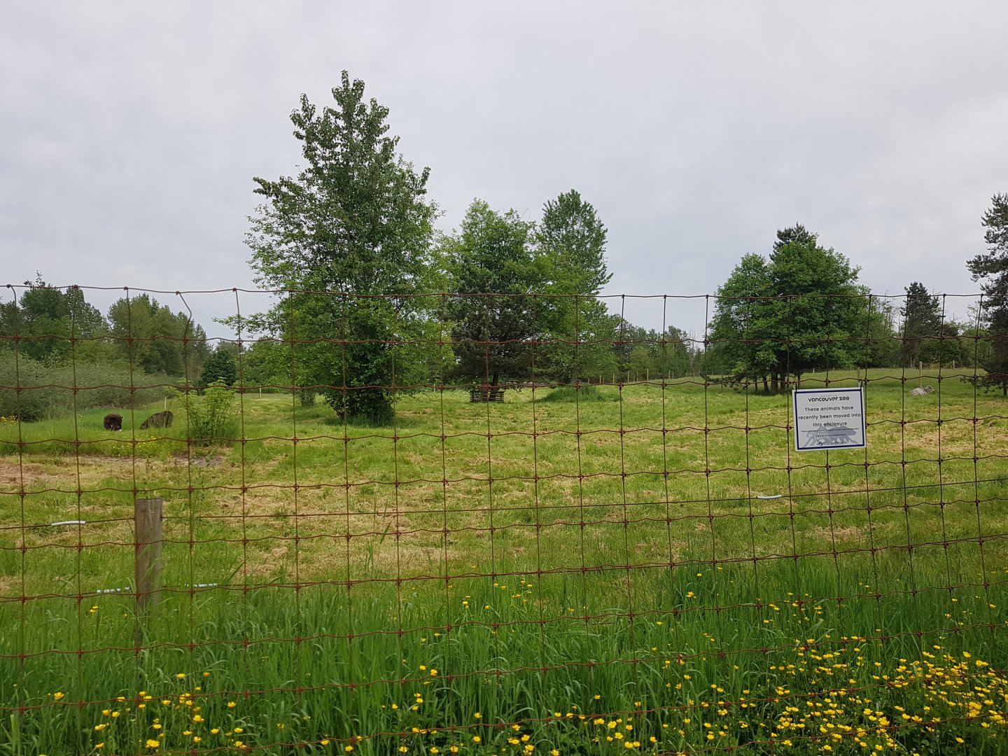 Domestic Donkey, American Miniature Horse, & Dwarf Zebu Enclosure