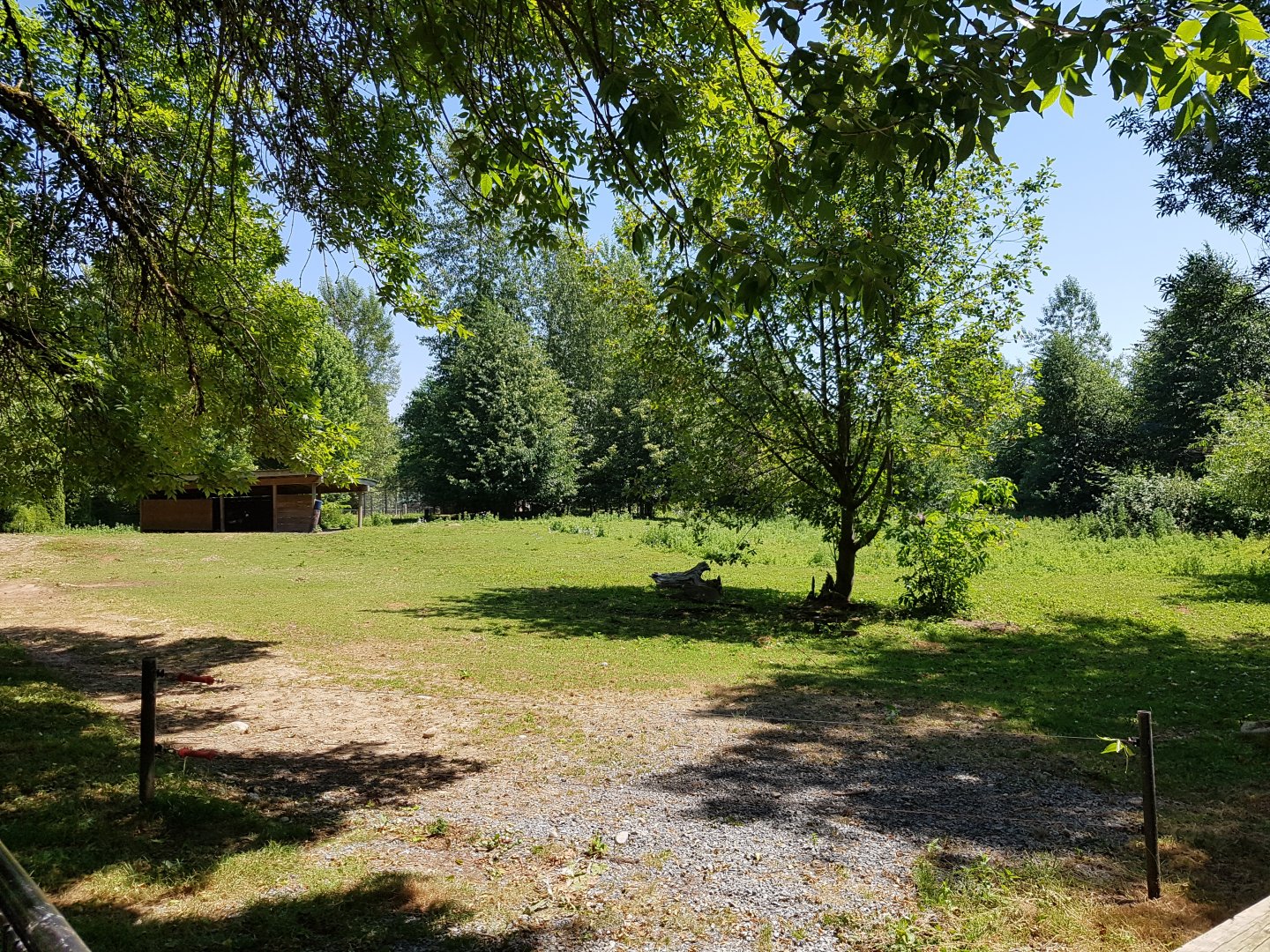 Domestic Donkey & American Miniature Horse Exhibit