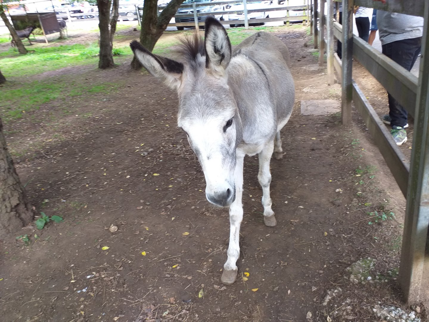 Domestic donkey-Cabarceno (2019)