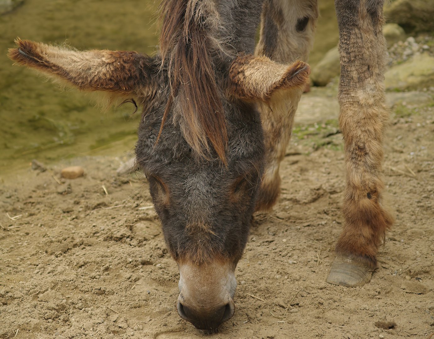 Domestic donkey (Equus africanus asinus), 2007-09-16