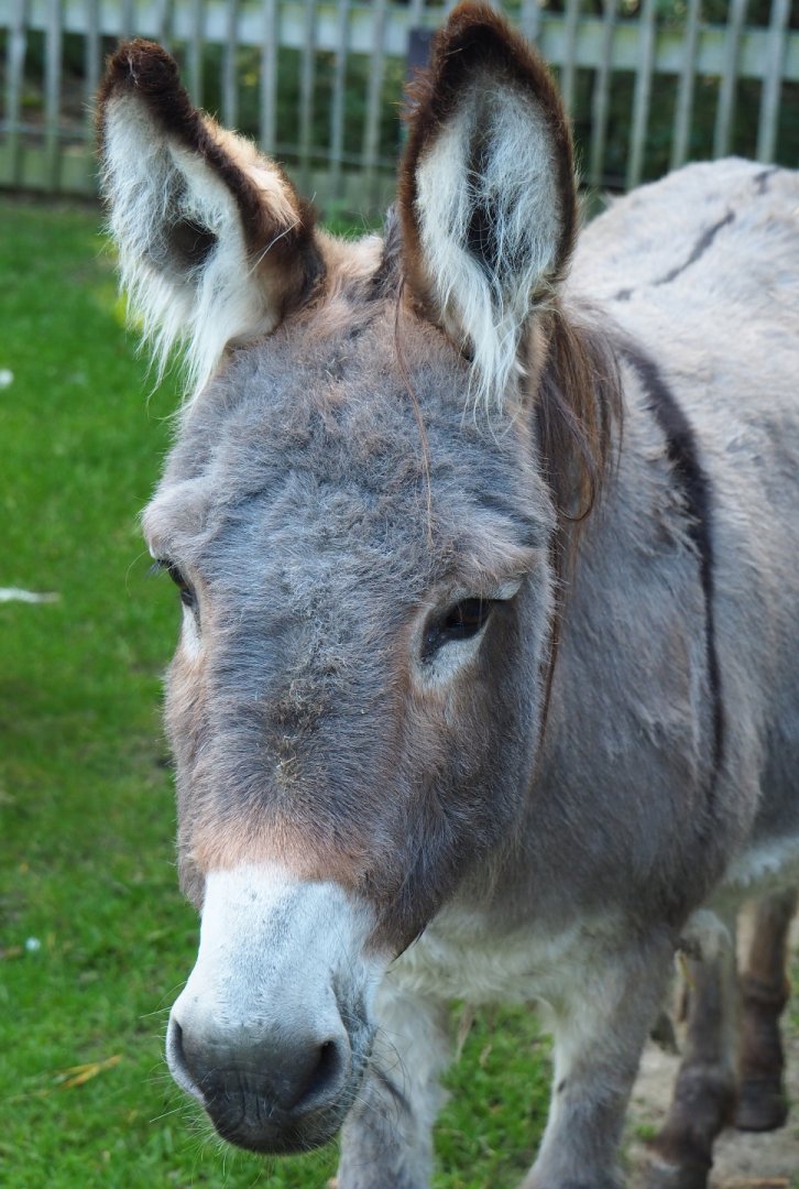 Domestic donkey (Equus africanus asinus), 2020-09-12