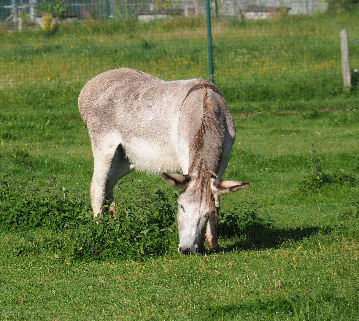 Domestic donkey (Equus africanus asinus), 2021-08-15