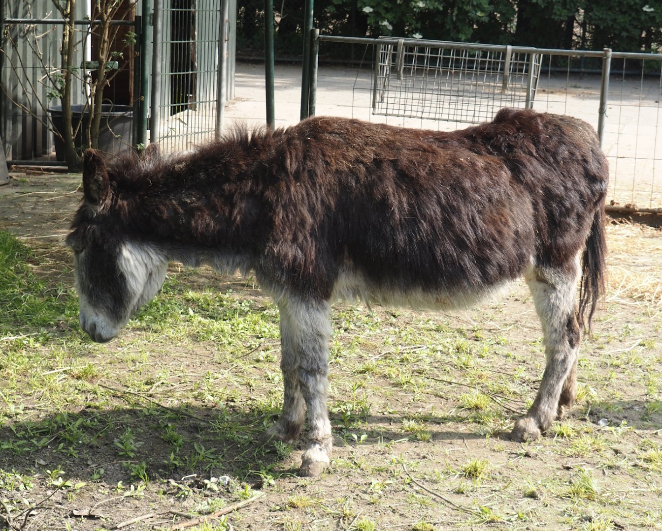 Domestic donkey (Equus africanus asinus), 2024-05-11