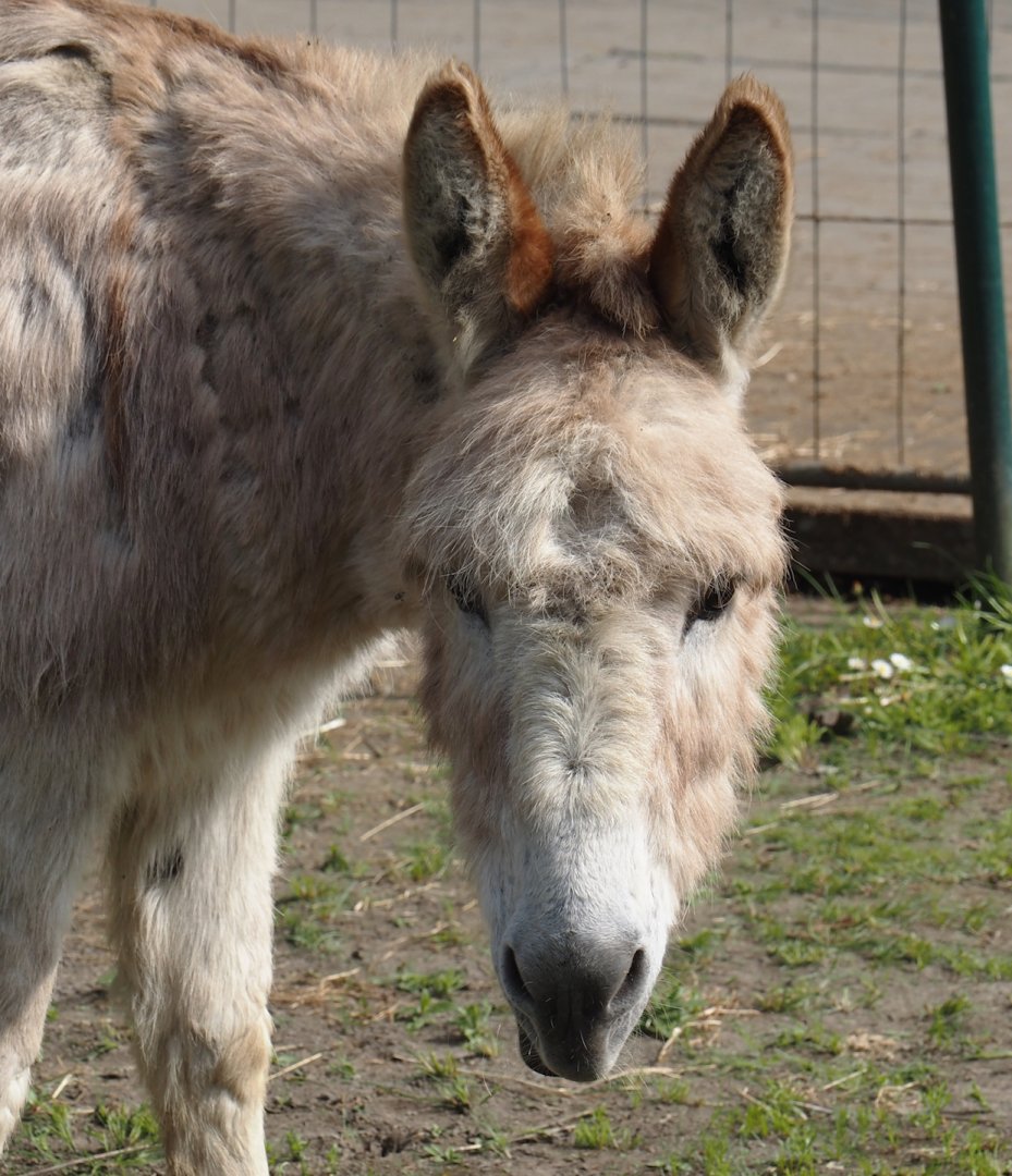 Domestic donkey (Equus africanus asinus), 2024-05-11
