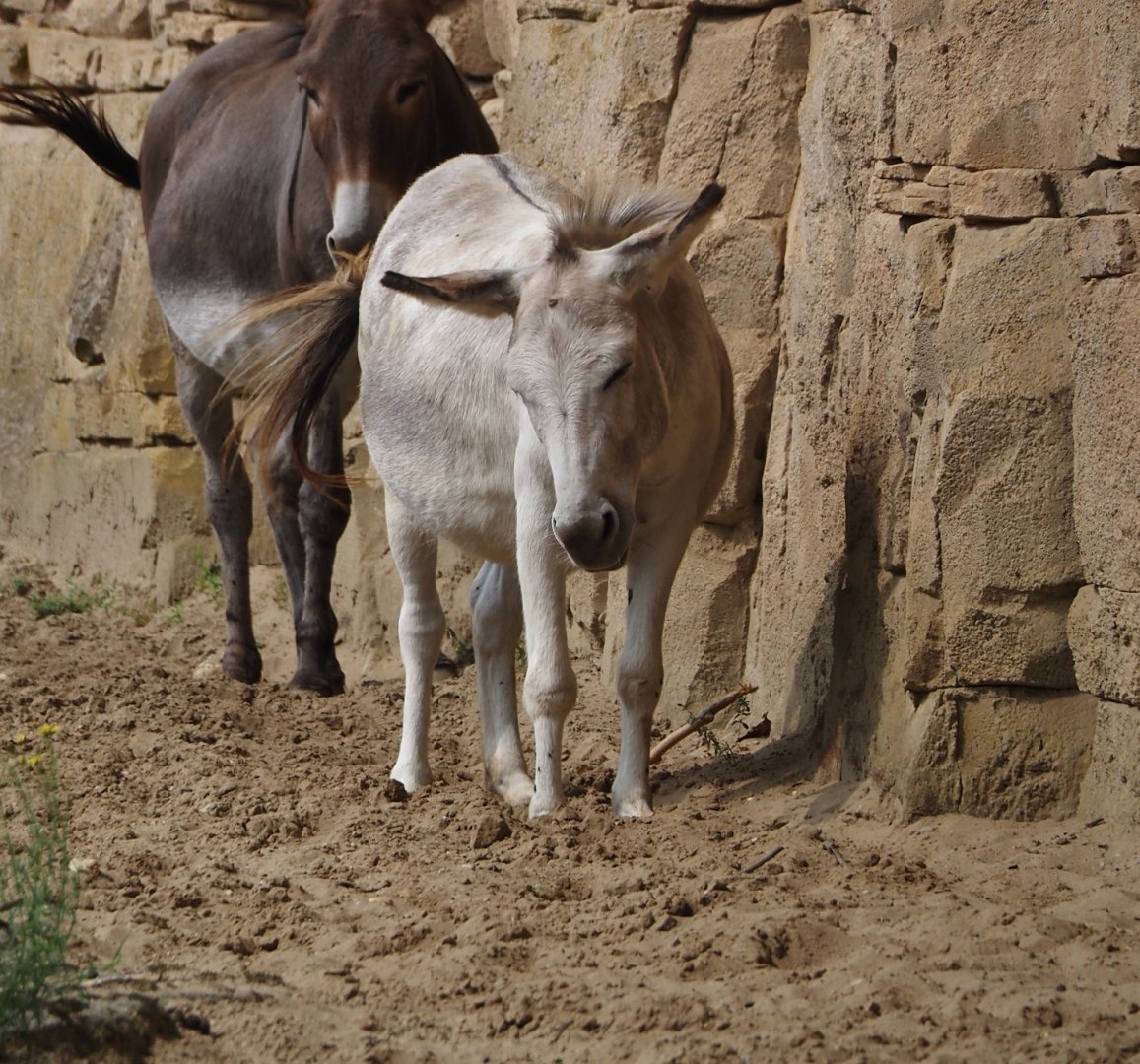 Domestic donkey (Equus africanus asinus), 2024-08-18
