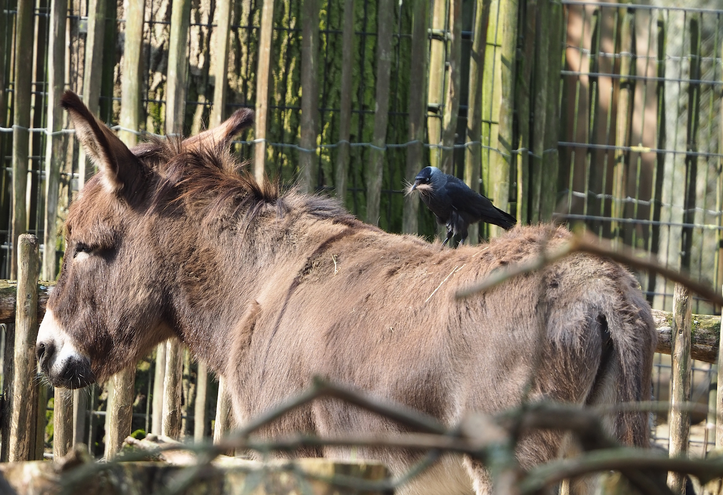 Domestic donkey (Equus africanus asinus) with wild Western jackdaw (Coloeus monedula) plucking hair, 2023-04-18