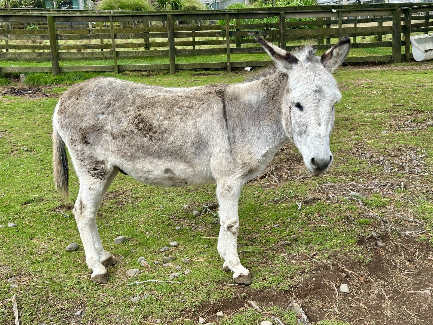 Domestic donkey (Equus africanus asinus)