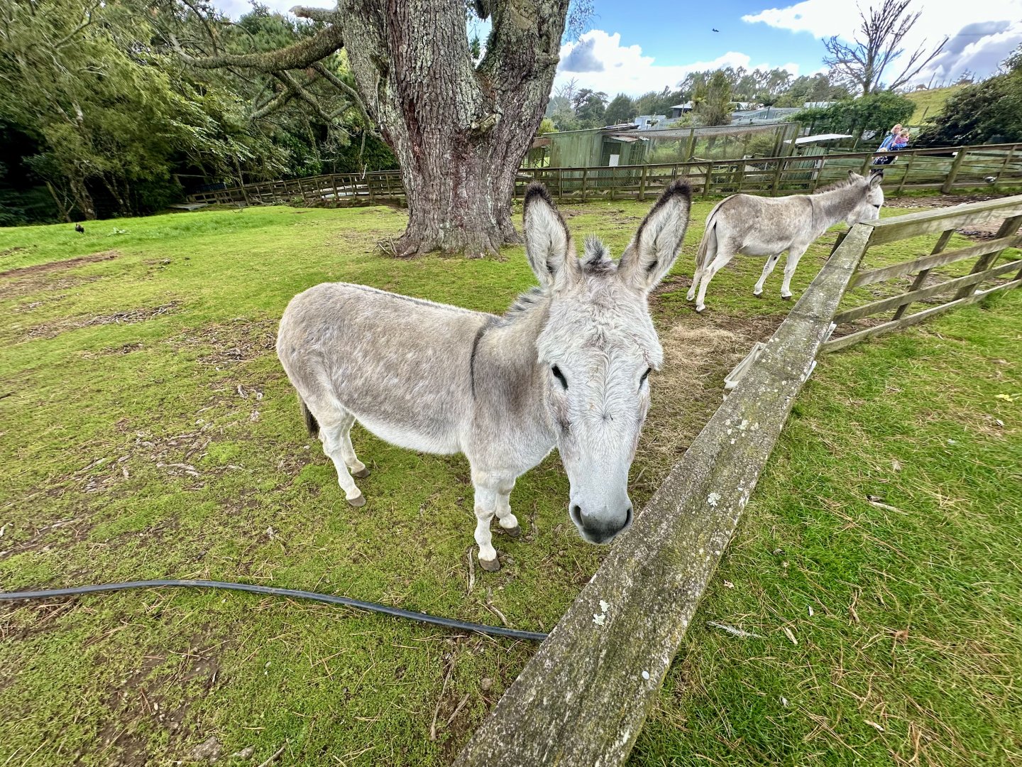 Domestic donkey (Equus africanus asinus)