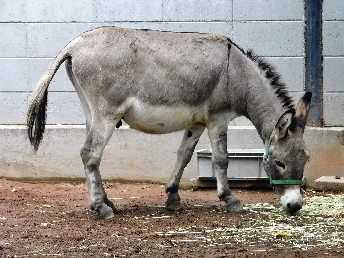 Domestic Donkey (Equus asinus) - Yumemigasaki Zoological Park October 12, 2025