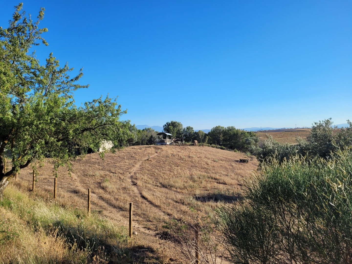 Domestic donkey exhibit -Sendaviva (2024)