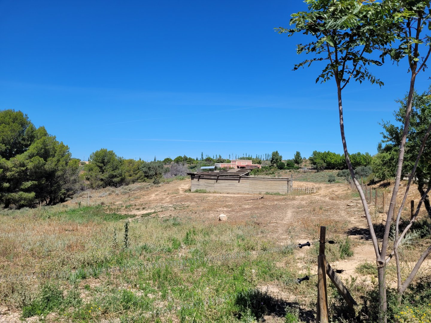 Domestic donkey exhibit -Sendaviva (2024)