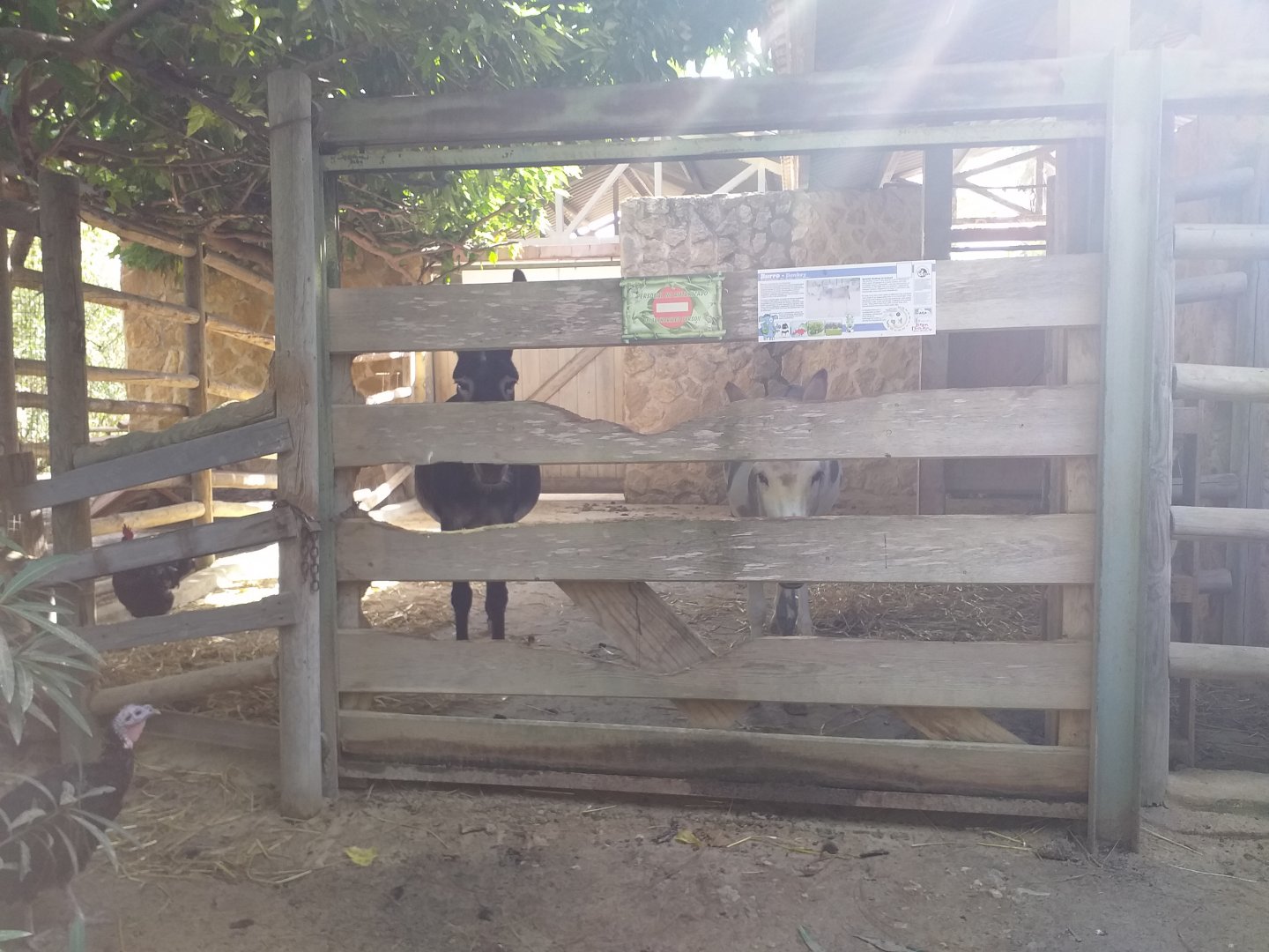 Domestic donkey exhibit -TerraNatura Benidorm (2021)